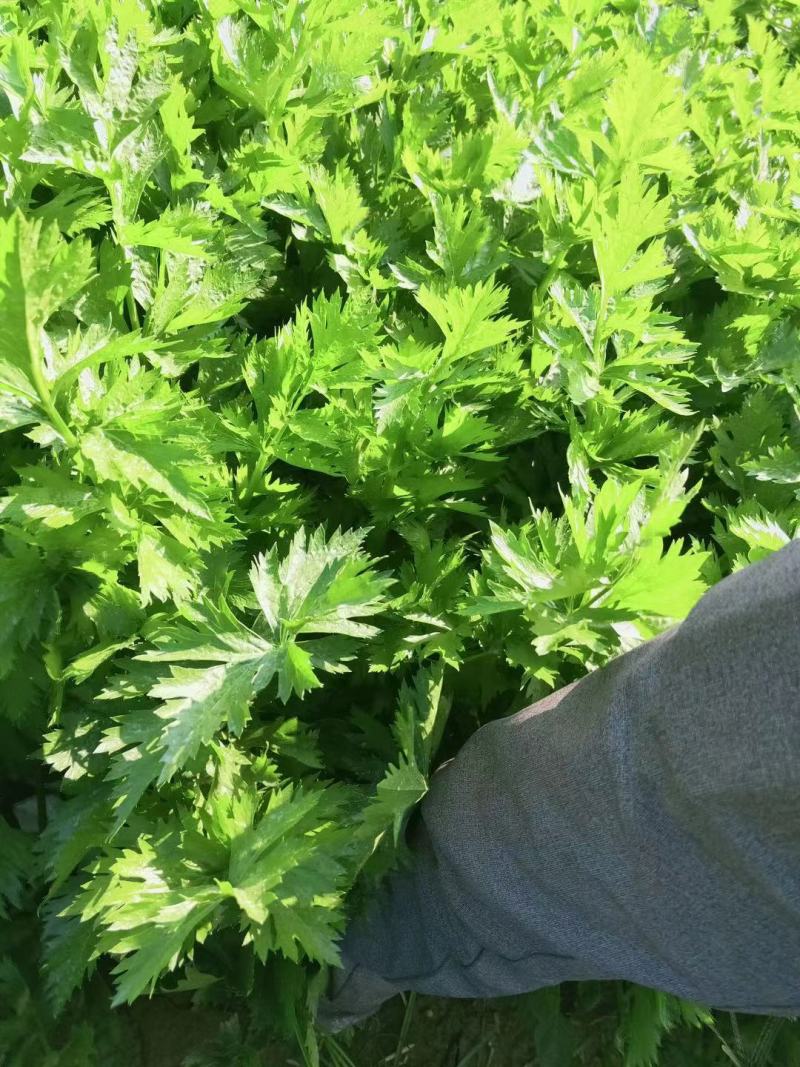 周口芹菜，西芹大/中/小/颗大量供应，视频看货，诚信经营