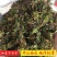 回心草，正品野生水洗茴心草质量保证，欢迎咨询选购！