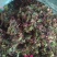 回心草，正品野生水洗茴心草质量保证，欢迎咨询选购！