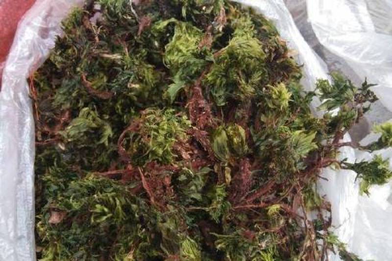 回心草，正品野生水洗茴心草质量保证，欢迎咨询选购！