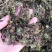 回心草，正品野生水洗茴心草质量保证，欢迎咨询选购！