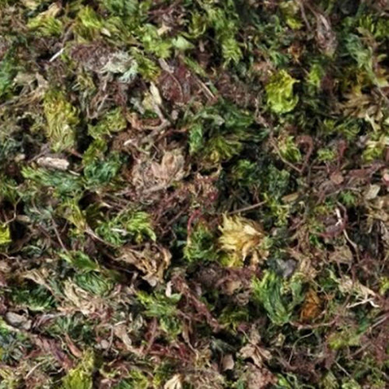 回心草，正品野生水洗茴心草质量保证，欢迎咨询选购！