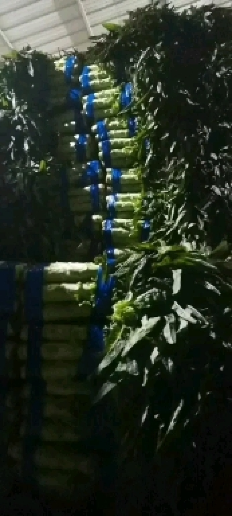 莴苣红尖叶莴苣三清保质保量产地直供代发全国，超市转供