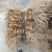 辽宁五叶地锦爬墙虎园林绿化苗木量大优惠