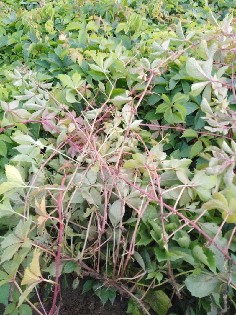 辽宁五叶地锦爬墙虎园林绿化苗木量大优惠