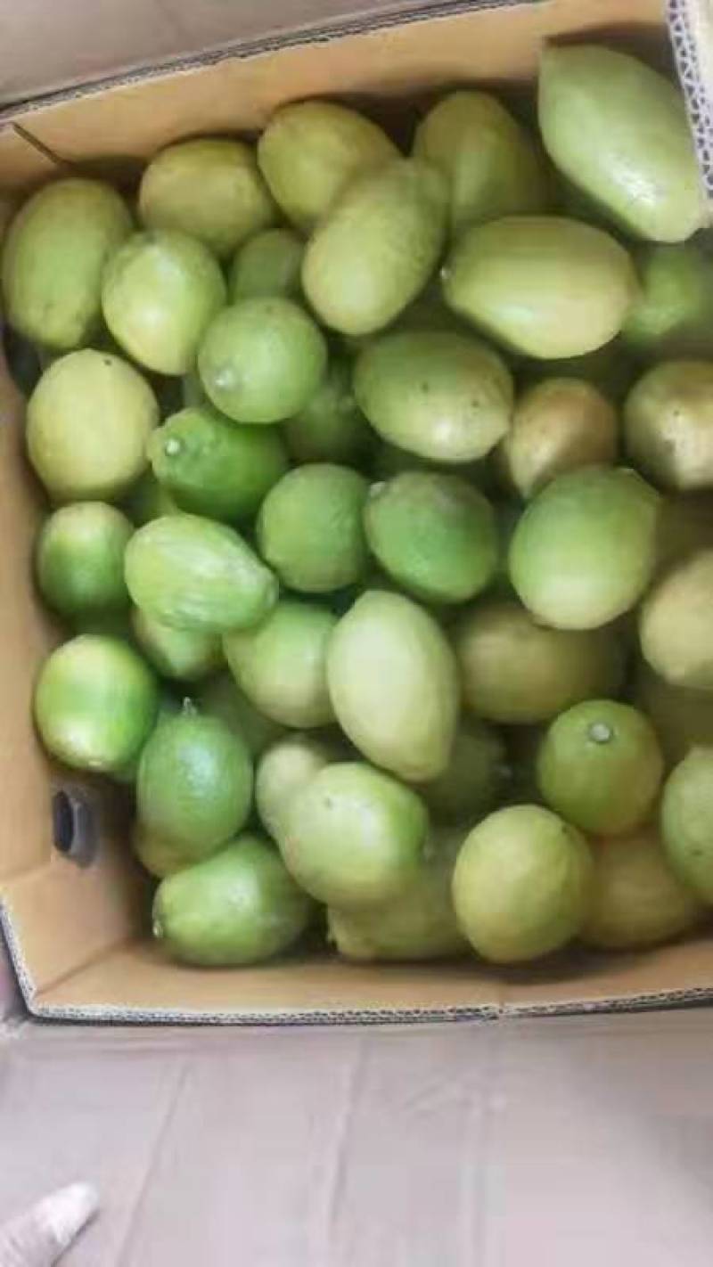 广东无籽香水柠檬苗