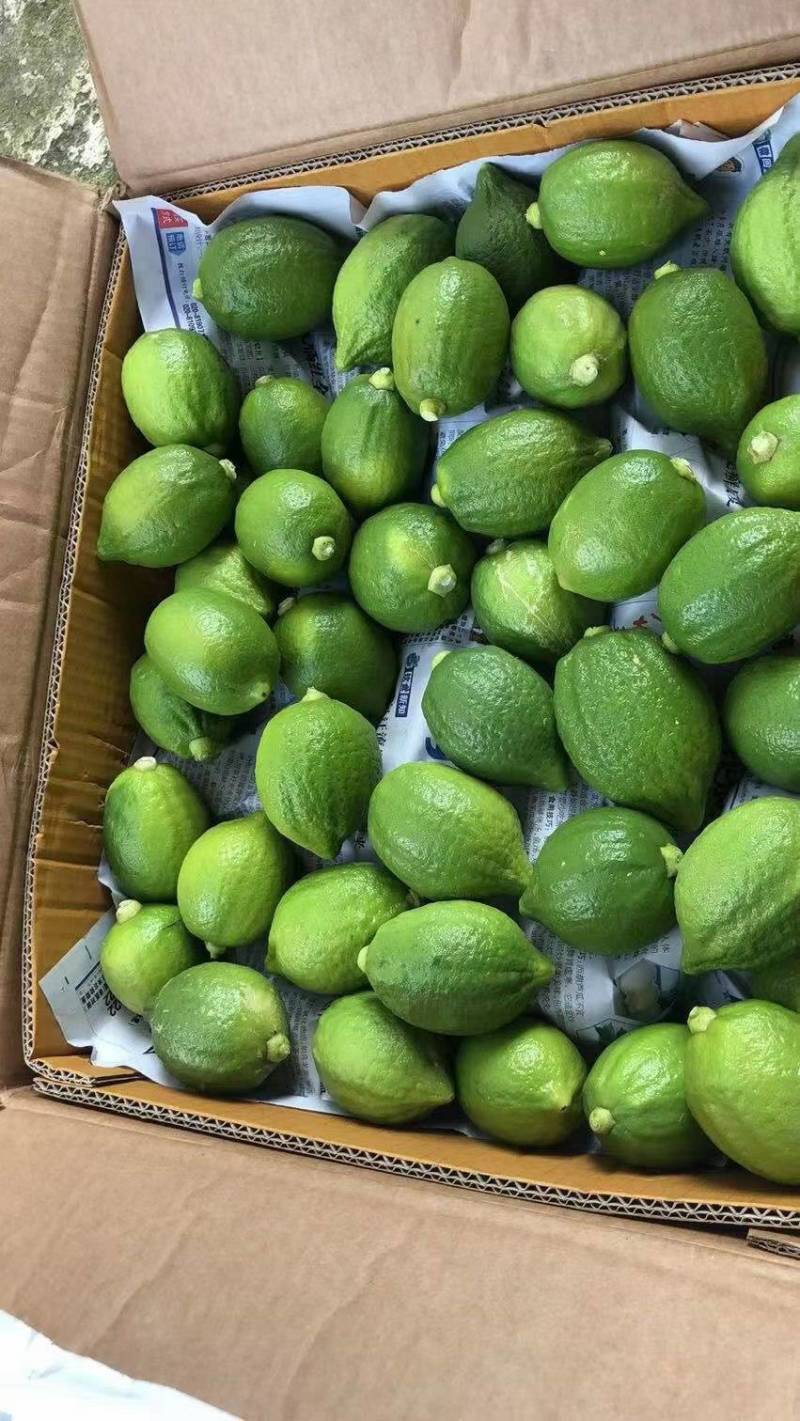 广东无籽香水柠檬苗