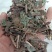 肿节风，草珊瑚，九节茶正品新货质量保证，欢迎咨询选购！