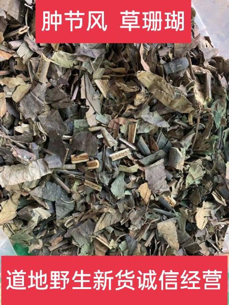 肿节风，草珊瑚，九节茶正品新货质量保证，欢迎咨询选购！