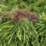 肾蕨苗排骨草肾蕨苗种植基地肾蕨绿化苗肾蕨园林绿化苗