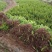 肾蕨苗排骨草肾蕨苗种植基地肾蕨绿化苗肾蕨园林绿化苗