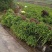 肾蕨苗排骨草肾蕨苗种植基地肾蕨绿化苗肾蕨园林绿化苗