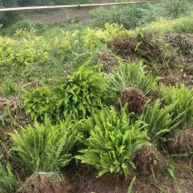 肾蕨苗排骨草肾蕨苗种植基地肾蕨绿化苗肾蕨园林绿化苗
