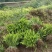 肾蕨苗排骨草肾蕨苗种植基地肾蕨绿化苗肾蕨园林绿化苗