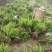 肾蕨苗排骨草肾蕨苗种植基地肾蕨绿化苗肾蕨园林绿化苗