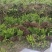 肾蕨苗排骨草肾蕨苗种植基地肾蕨绿化苗肾蕨园林绿化苗