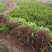 肾蕨苗排骨草肾蕨苗种植基地肾蕨绿化苗肾蕨园林绿化苗
