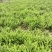 肾蕨苗排骨草肾蕨苗种植基地肾蕨绿化苗肾蕨园林绿化苗