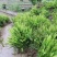 肾蕨苗排骨草肾蕨苗种植基地肾蕨绿化苗肾蕨园林绿化苗
