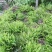肾蕨苗排骨草肾蕨苗种植基地肾蕨绿化苗肾蕨园林绿化苗