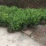 肾蕨苗排骨草肾蕨苗种植基地肾蕨绿化苗肾蕨园林绿化苗