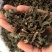 溪黄草，正品野生溪黄草片质量保证，欢迎咨询选购！
