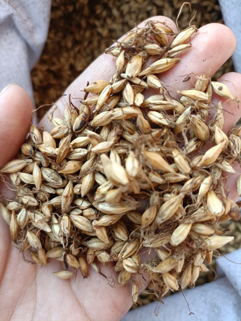 炒麦芽芽多质量好价格低产地直销量大从优
