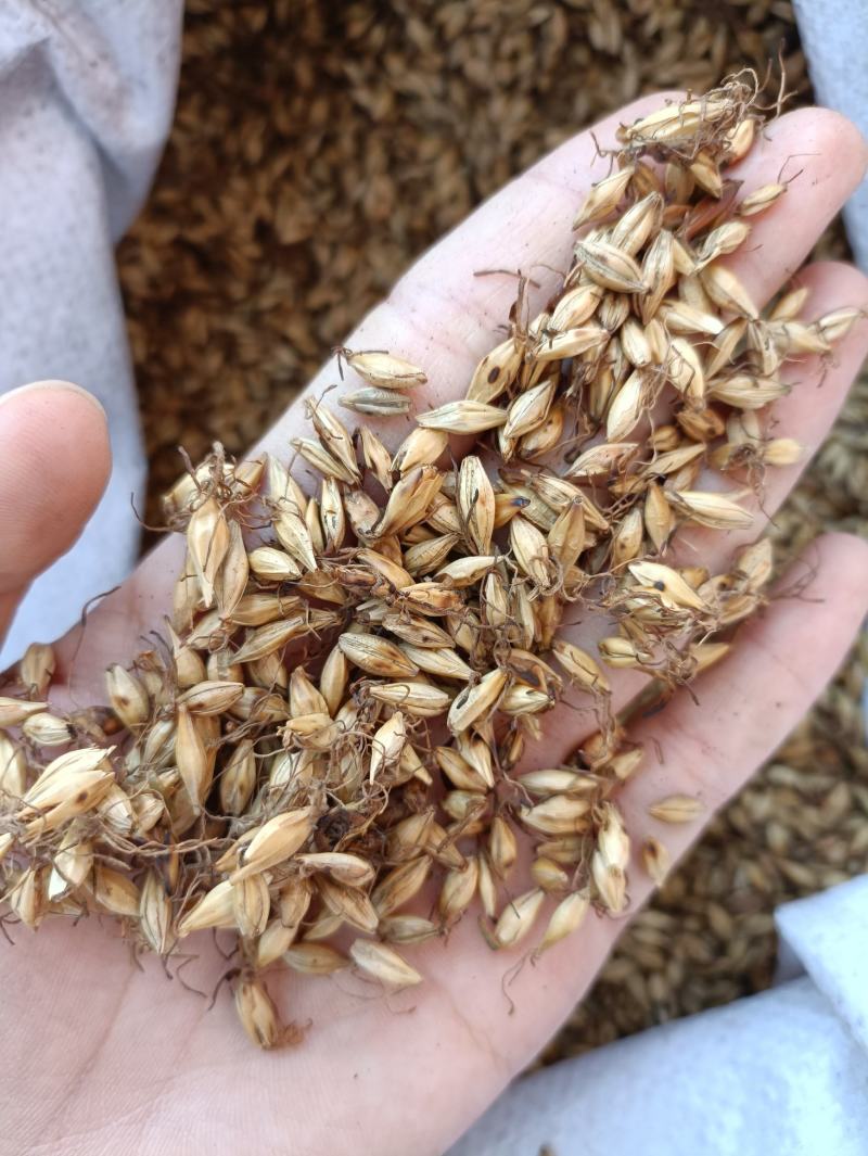 炒麦芽芽多质量好价格低产地直销量大从优