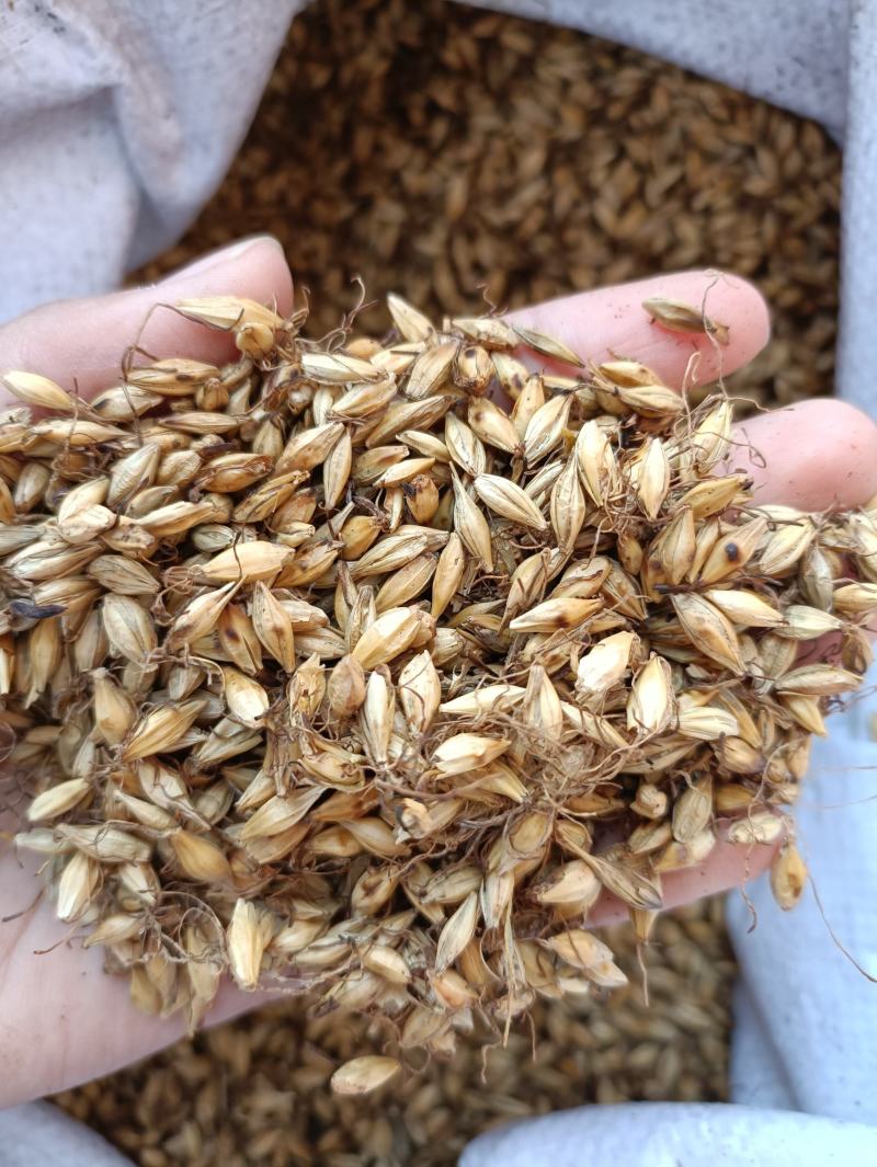 炒麦芽芽多质量好价格低产地直销量大从优