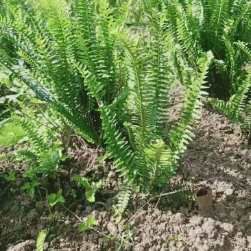 肾蕨排骨草基地蜈蚣草肾蕨苗肾蕨地苗肾蕨绿化苗