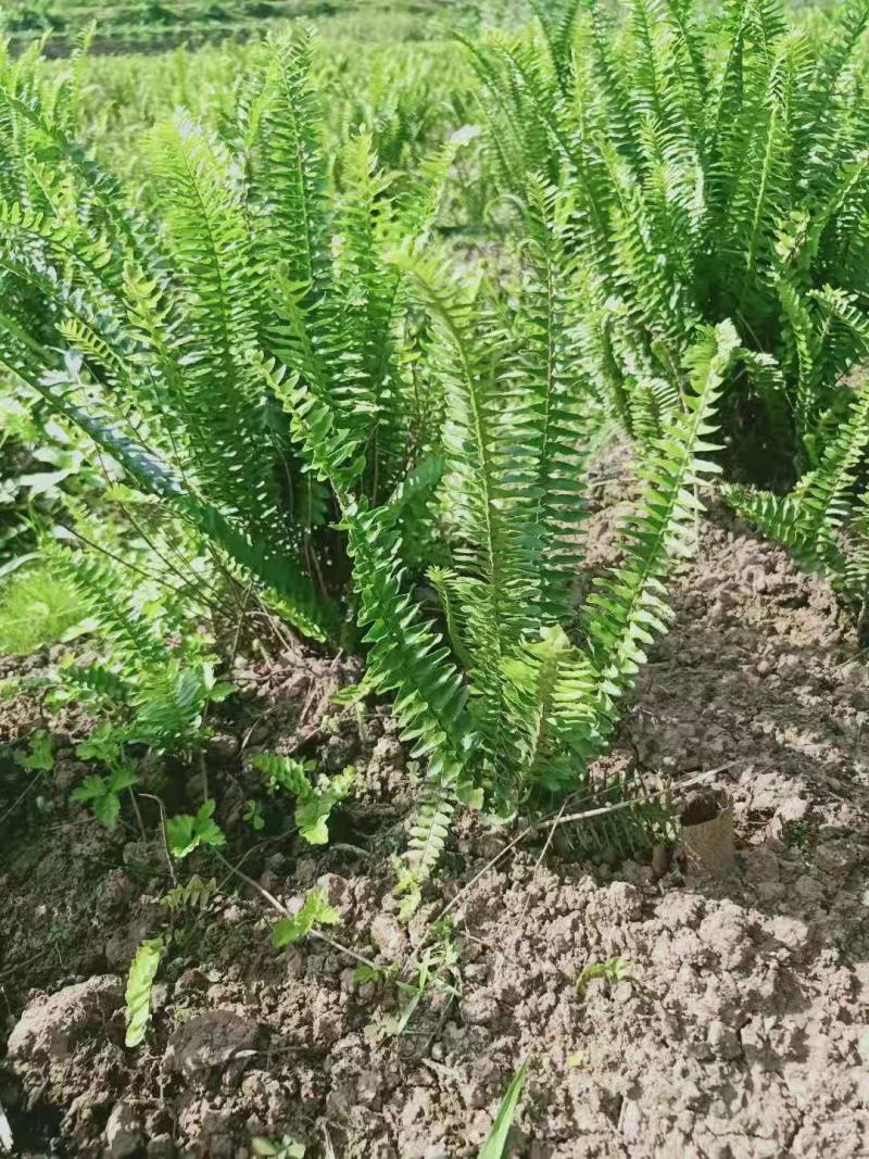 肾蕨排骨草基地蜈蚣草肾蕨苗肾蕨地苗肾蕨绿化苗