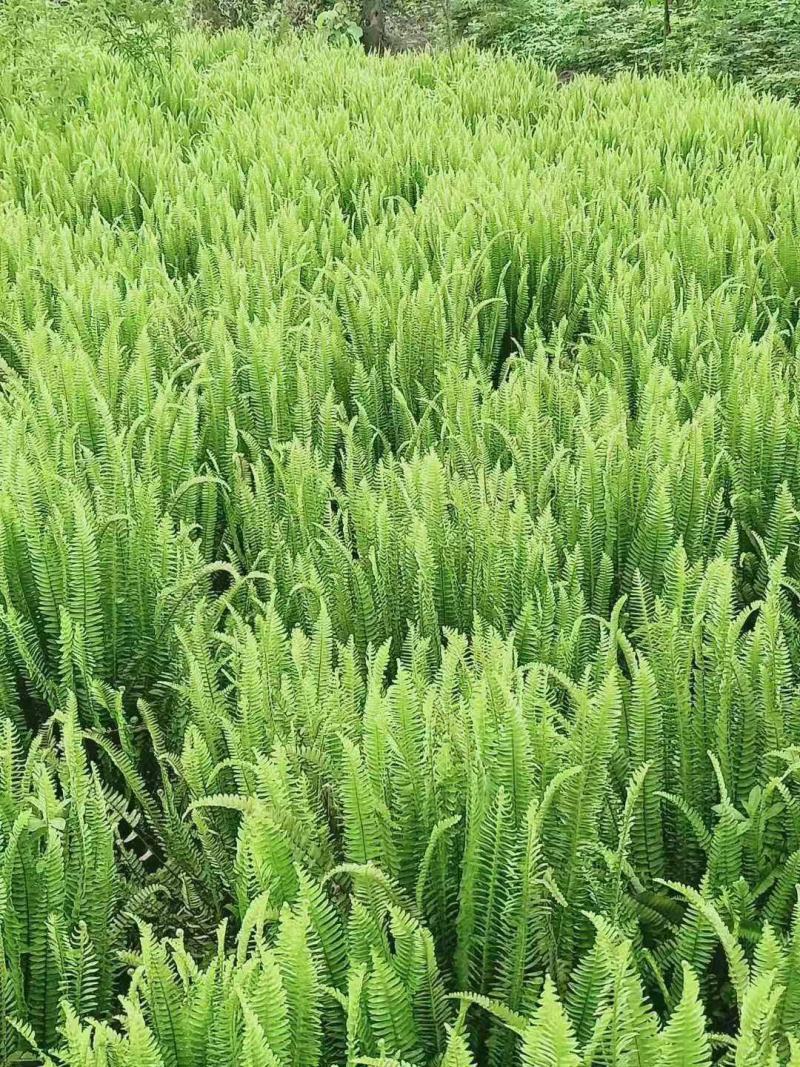 肾蕨排骨草基地蜈蚣草肾蕨苗肾蕨地苗肾蕨绿化苗