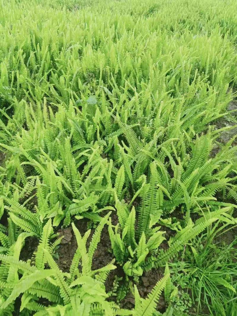肾蕨排骨草基地蜈蚣草肾蕨苗肾蕨地苗肾蕨绿化苗