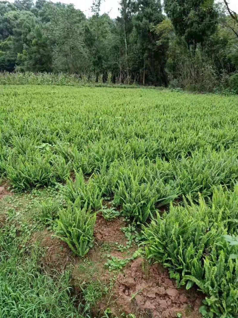 肾蕨排骨草基地蜈蚣草肾蕨苗肾蕨地苗肾蕨绿化苗