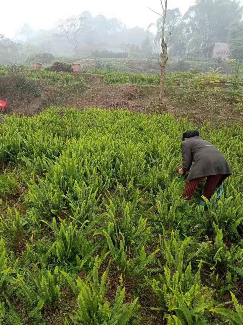 肾蕨排骨草基地蜈蚣草肾蕨苗肾蕨地苗肾蕨绿化苗