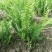 肾蕨排骨草基地蜈蚣草肾蕨苗肾蕨地苗肾蕨绿化苗