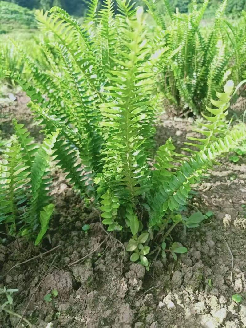 肾蕨排骨草基地蜈蚣草肾蕨苗肾蕨地苗肾蕨绿化苗