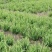 肾蕨排骨草基地蜈蚣草肾蕨苗肾蕨地苗肾蕨绿化苗