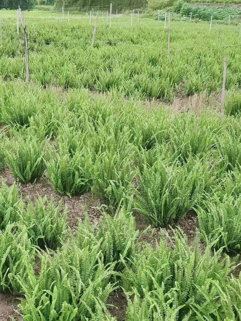肾蕨排骨草基地蜈蚣草肾蕨苗肾蕨地苗肾蕨绿化苗