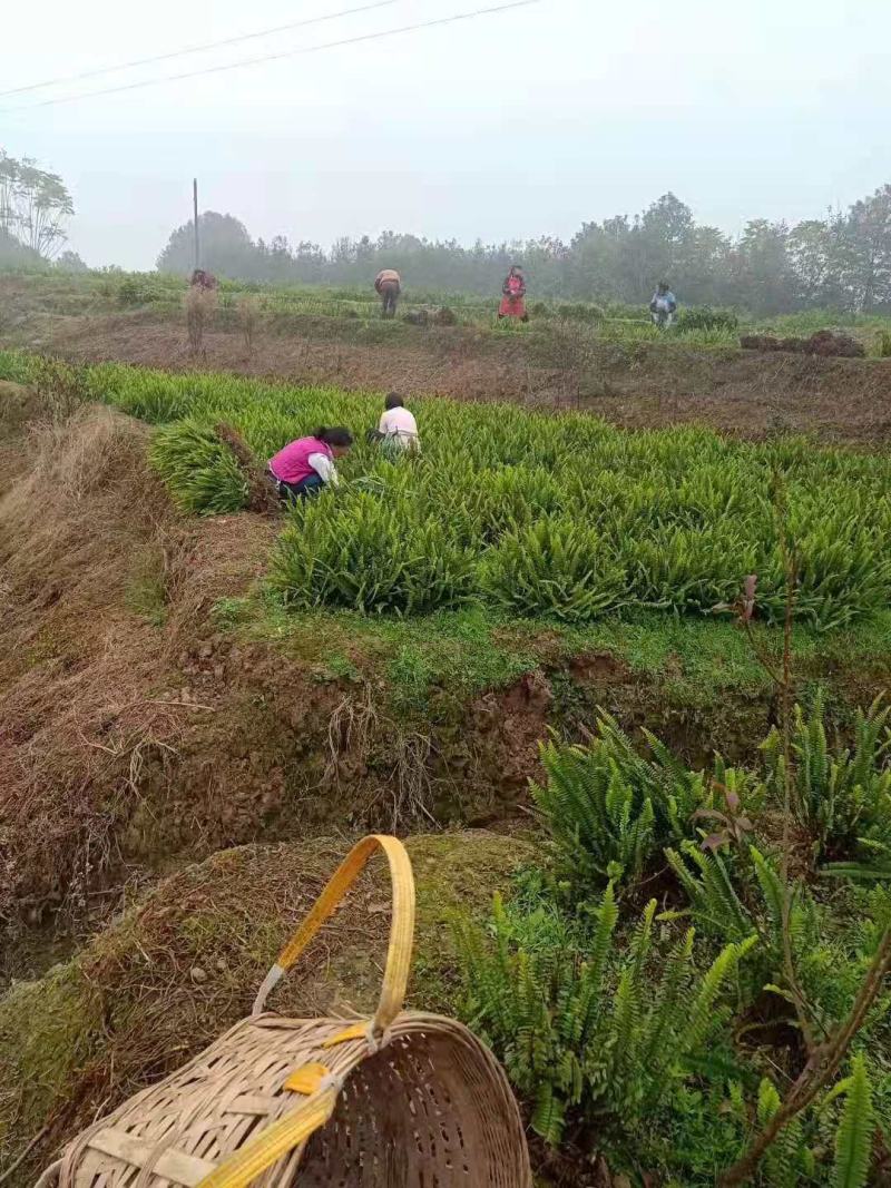 肾蕨排骨草基地蜈蚣草肾蕨苗肾蕨地苗肾蕨绿化苗