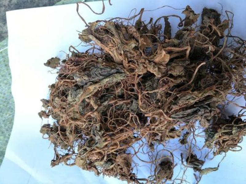 虎耳草，正品野生新货虎儿草质量保证，欢迎咨询选购！