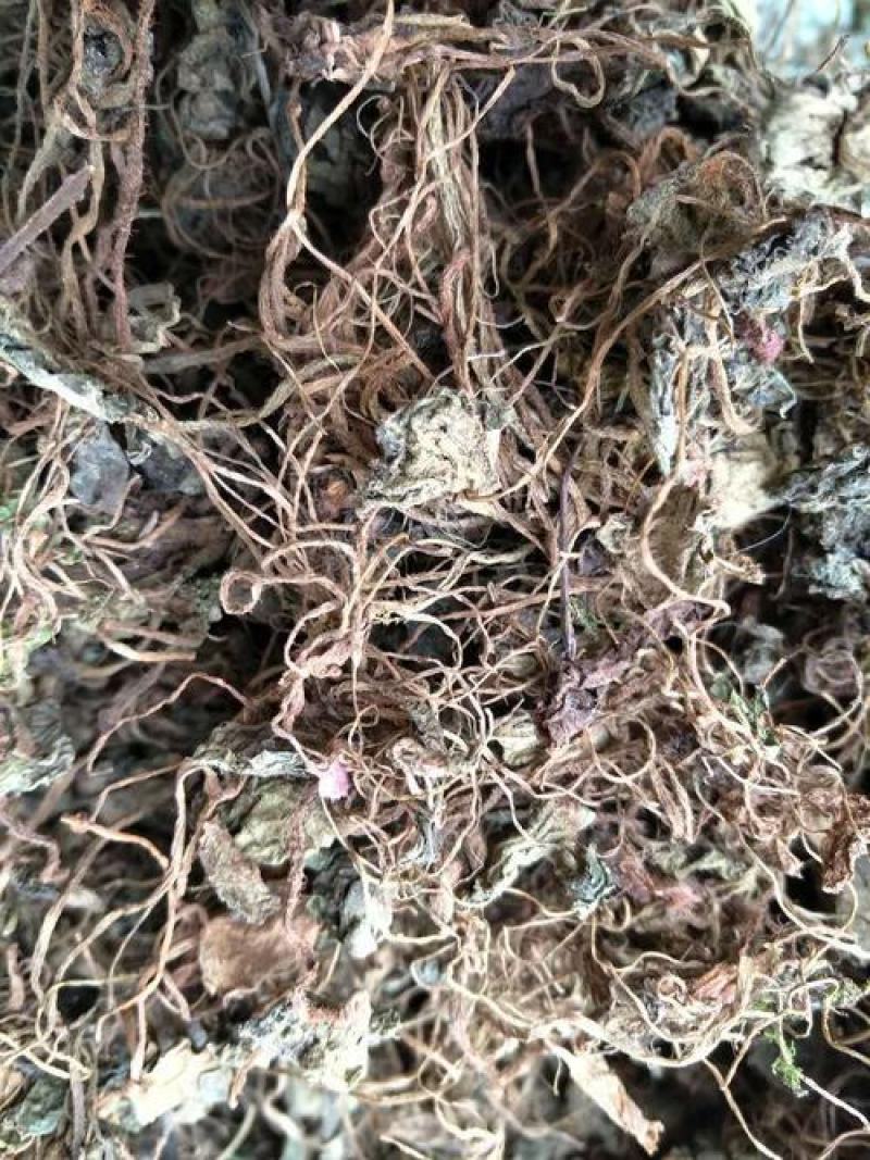 虎耳草，正品野生新货虎儿草质量保证，欢迎咨询选购！