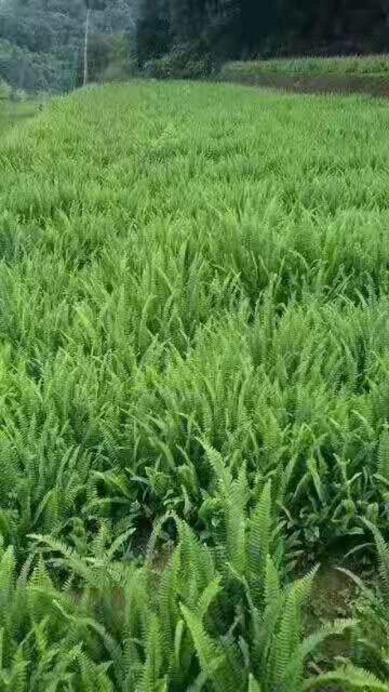 重庆肾蕨蜈蚣草绿化苗肾蕨绿化地被苗排骨草肾蕨苗基地