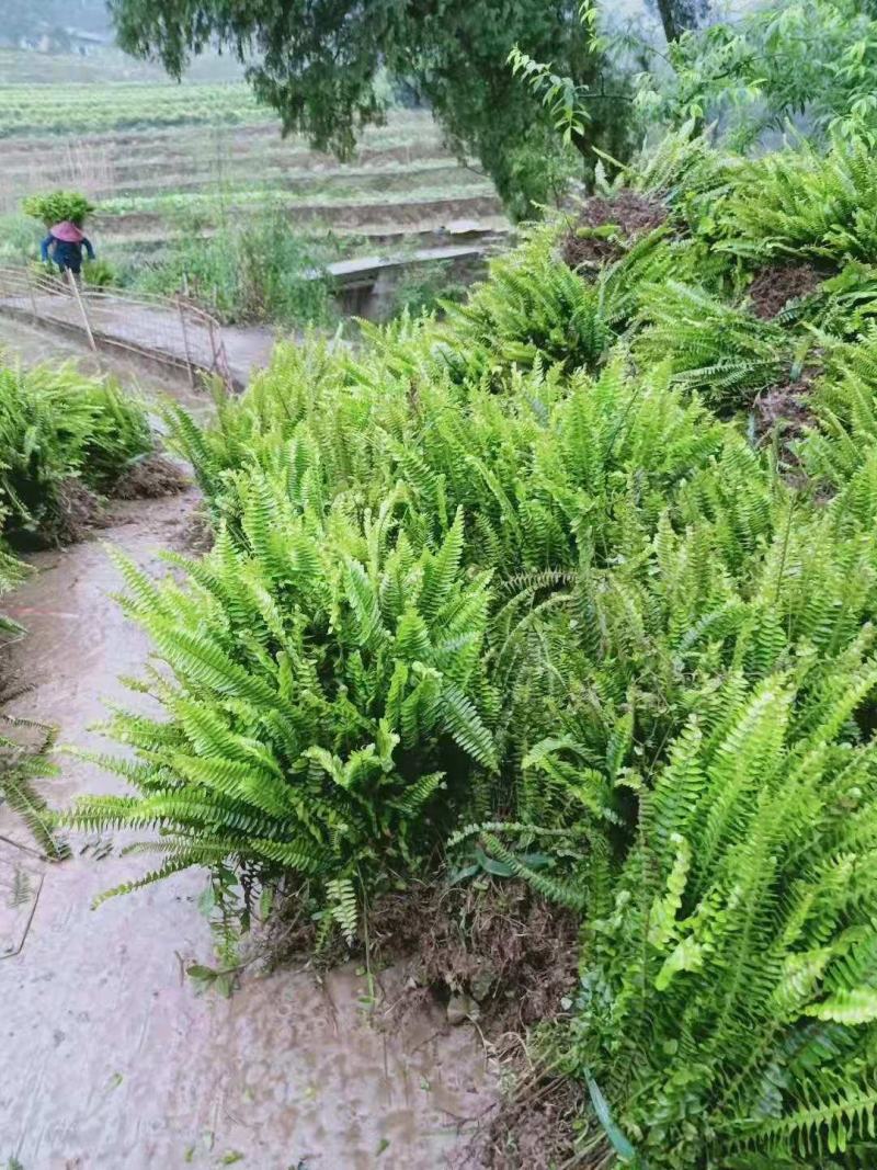 重庆肾蕨蜈蚣草绿化苗肾蕨绿化地被苗排骨草肾蕨苗基地