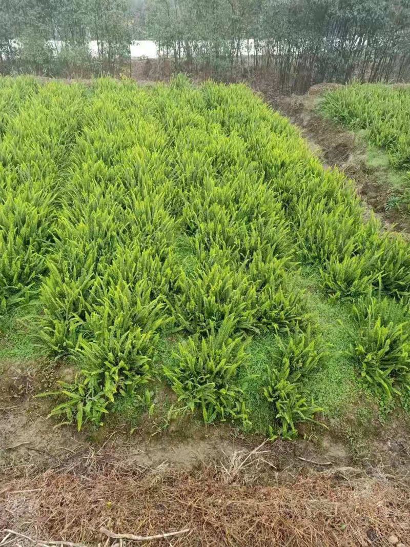 重庆肾蕨蜈蚣草绿化苗肾蕨绿化地被苗排骨草肾蕨苗基地