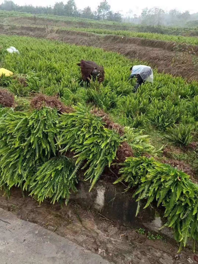 重庆肾蕨蜈蚣草绿化苗肾蕨绿化地被苗排骨草肾蕨苗基地