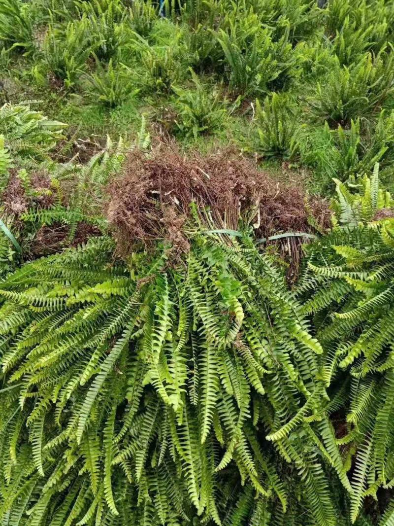 重庆肾蕨蜈蚣草绿化苗肾蕨绿化地被苗排骨草肾蕨苗基地