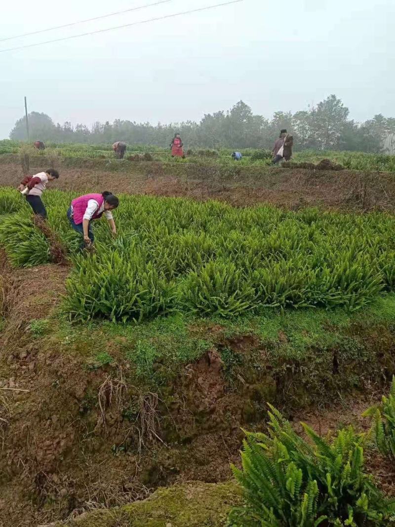重庆肾蕨蜈蚣草绿化苗肾蕨绿化地被苗排骨草肾蕨苗基地