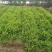 重庆肾蕨蜈蚣草绿化苗肾蕨绿化地被苗排骨草肾蕨苗基地