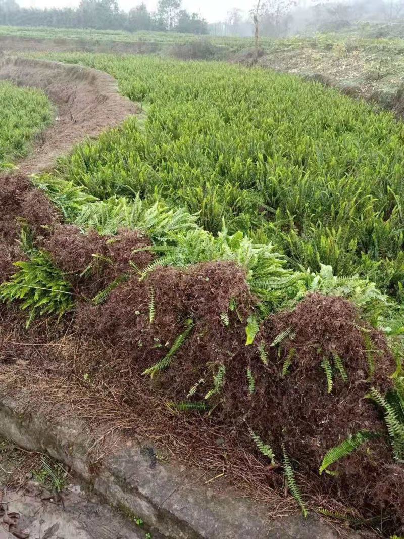 重庆肾蕨蜈蚣草绿化苗肾蕨绿化地被苗排骨草肾蕨苗基地